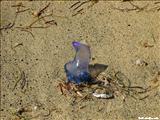 Grande Beach - VIEQUES